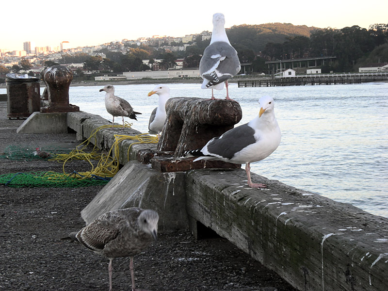 sea-gulls