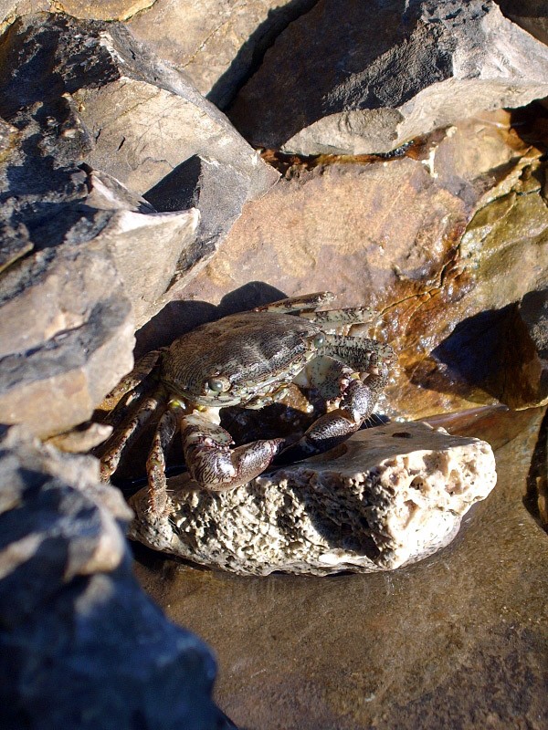 Krab Pachygrapsus marmoratus